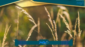 دي بروين يطوي صفحة السيتي أمام فولهام.. وداع إنجليزي بحسابات معقدة